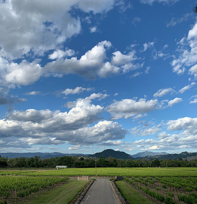 view of vineyards from Mill Creek Winery